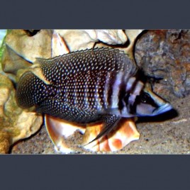 Altolamprologus calvus Black pearl 3-4cm