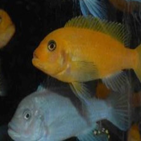 Metriaclima estherae minos reef (Mâle Bleu/Femelle rouge)