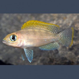 Neolamprologus Caudopunctatus Red Fin 3-4cm