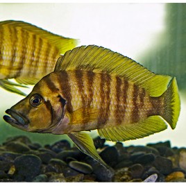 Altolamprologus compressiceps Gold 3-4cm 14,50 €