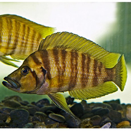 Altolamprologus compressiceps Gold 3-4cm 14,50 €