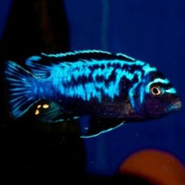 Metriaclima sp msobo 5cm  