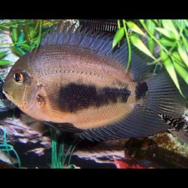Uaru Amphiacanthoides15-20 cm SUPERBE