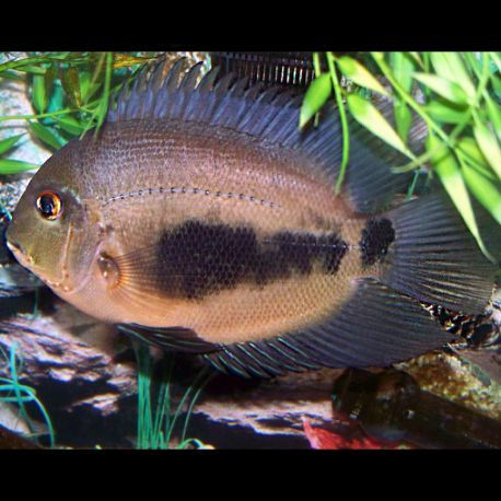 Uaru Amphiacanthoides15-20 cm SUPERBE