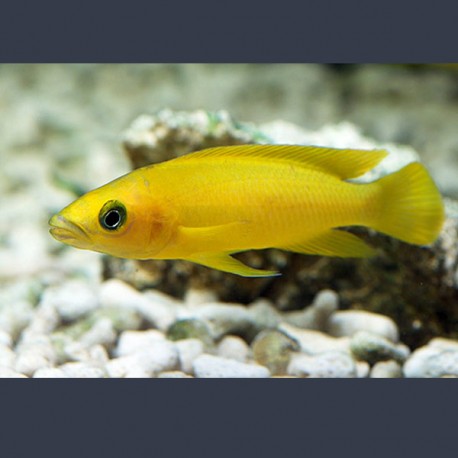 Lamprologus Leleupi 4-5cm         7,50 €