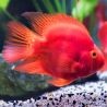 Cichlasoma Perroquet rouge (parrot) lot de 2 3-4 cm