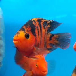 Cichlasoma Perroquet red tiger +-15cm 147,50 €
