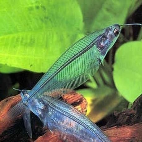 Kryptopterus Bicirrhis 4,50 €