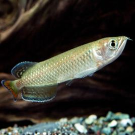 Scleropage jardinii 12cm