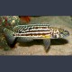 Lepidiolamprologus nkambae 6-8cm 9,50 €