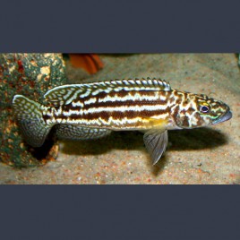 Lepidiolamprologus nkambae 6-8cm