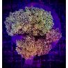Euphyllia Yaeyamensis orange 4-5 polypes