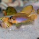 Lamprologus Ocellatus 2-3cm 8,50 €