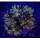 Euphylla parancora "green purple" 4-5 polypes