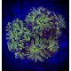 Euphylla parancora "green purple" 4-5 polypes