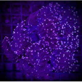 Euphyllia glabrescens "Black torch" 5  polypes