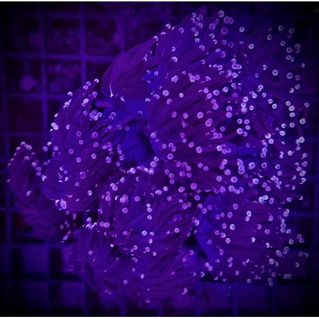 Euphyllia glabrescens "Black torch" 5  polypes