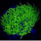 Bouture Euphyllia Holy grail ultra (1 polype)