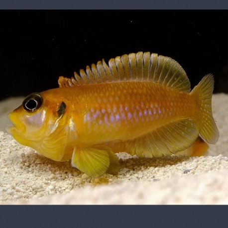 Lamprologus Ocellatus Orange 2-3cm 8,50 €