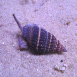Nasarius noir 2 cm