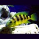 Neolamprologus Sexfasciatus Gold 5-6cm     