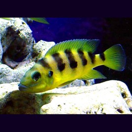 Neolamprologus Sexfasciatus Gold 5-6cm     