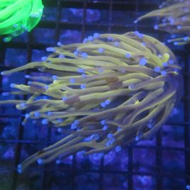 Bouture Euphyllia fake Holy Grail (1 polype)