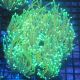 Euphyllia Dragon Soul 5 polypes 