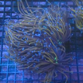 Euphyllia Glabrescens "NYK" 5-6 polypes