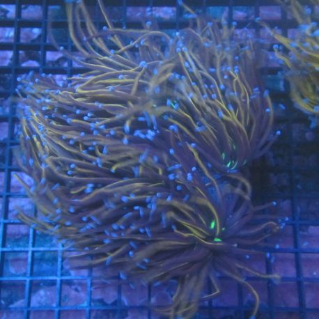 Euphyllia Glabrescens "NYK" 5-6 polypes