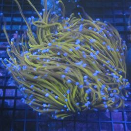 Euphyllia 24k (5 polypes)