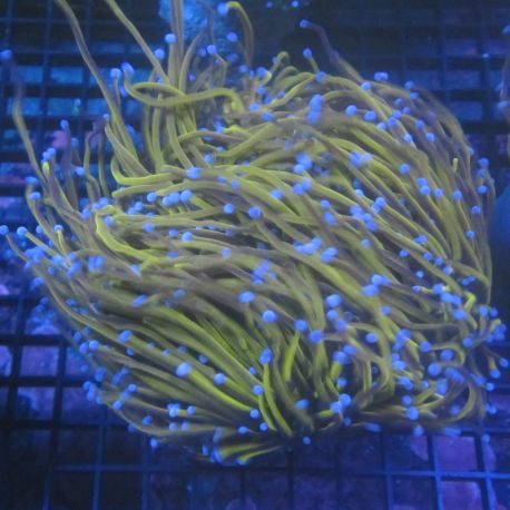 Euphyllia 24k (5 polypes)