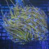 Euphyllia 24k (3-5 polypes)
