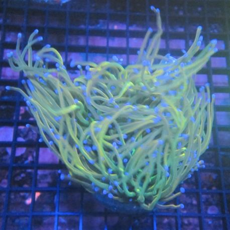 Bouture Euphyllia fake Holy Grail (5 polypes)