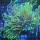Euphyllia Dragon Soul 5 polypes 