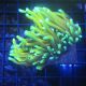 Bouture Euphyllia Golden Torch (2 polypes)
