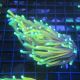 Bouture Euphyllia Golden Torch (2 polypes)