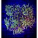 Euphylla parancora "green purple" 4-5 polypes