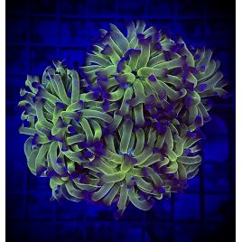Euphylla parancora "green purple" 4-5 polypes