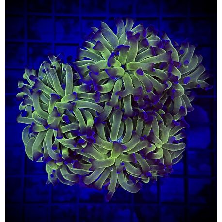 Euphylla parancora "green purple" 4-5 polypes