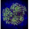 Euphylla parancora "green purple" 4-5 polypes