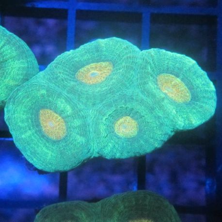 Bouture Montastreas 'yellow heart'