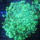 Goniopora stockesi vert 7-10 cm (ouvert) 59,50 €