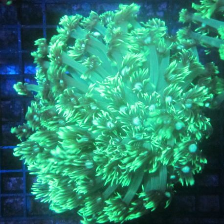Goniopora stockesi vert 7-10 cm (ouvert) 59,50 €