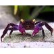 FEMELLE CRABE VAMPIRE "Geosesarma dennerle" 16,50 €