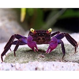 FEMELLE CRABE VAMPIRE "Geosesarma dennerle"