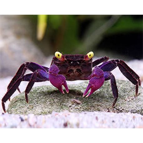 CRABE VAMPIRE "Geosesarma dennerle" lot de 2