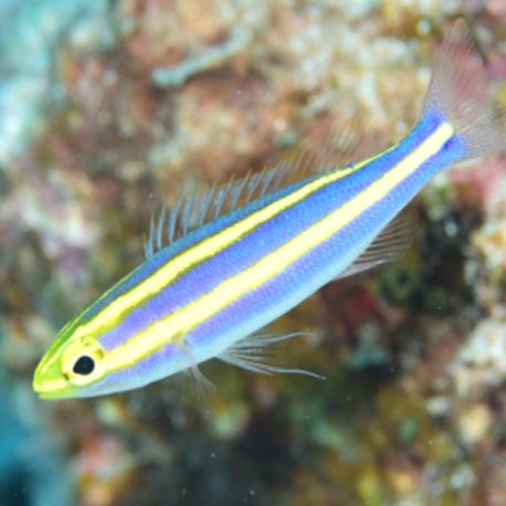 Pentapodius nemurus 4-6 cm