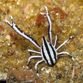 Allogalathea elagans 2 cm 24,50 €