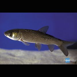 Carpes mangeuses d'algues 12-15 cm  l'unité